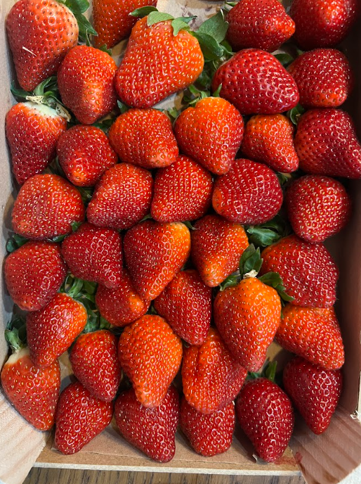plant based diet – continued