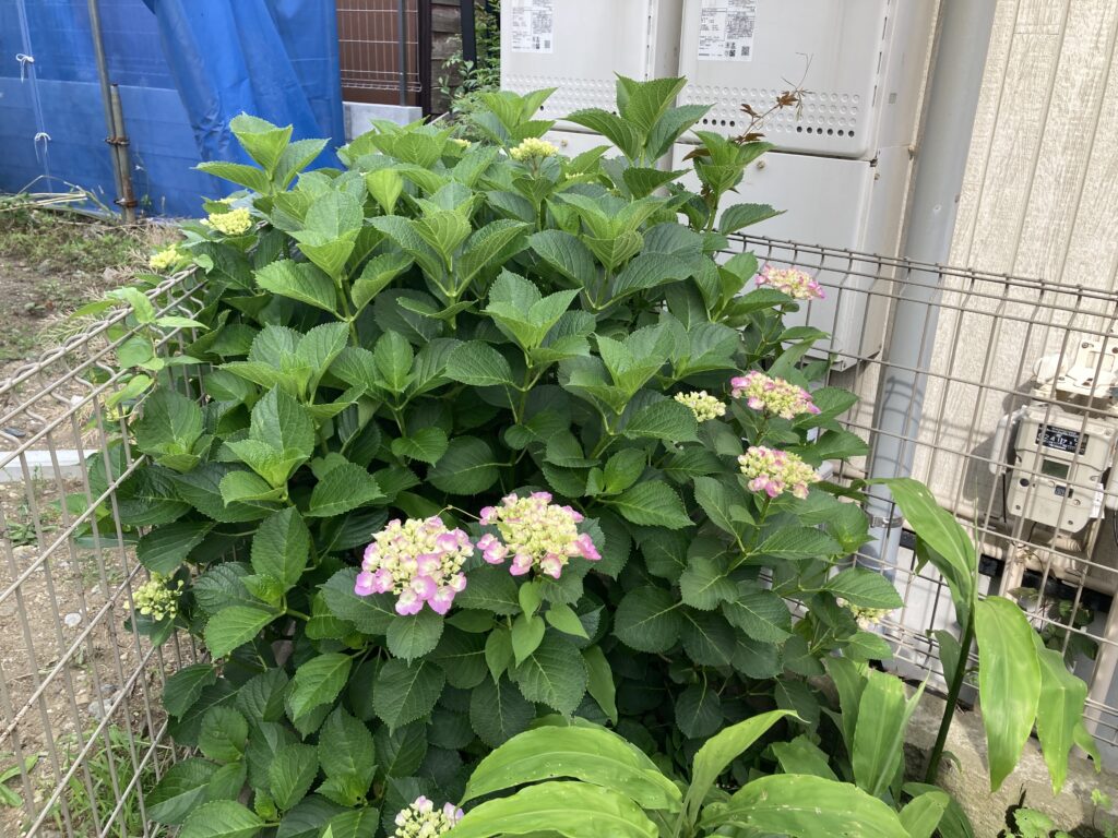 祝賀会