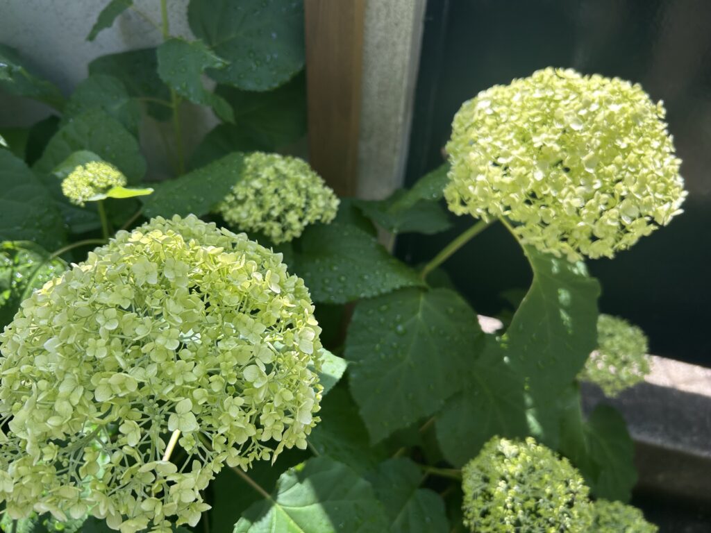 5月の庭