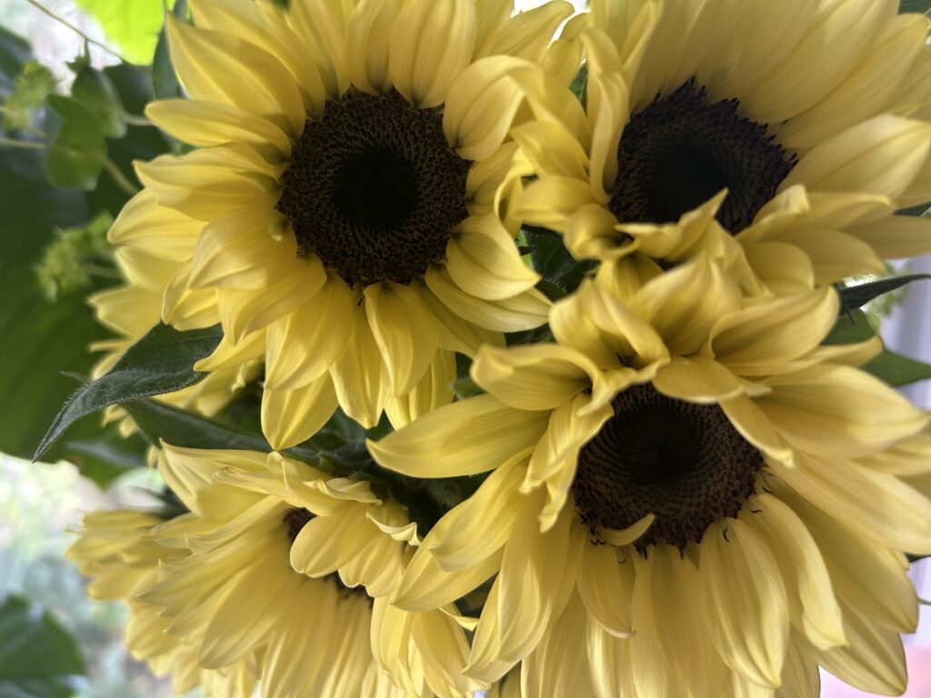 芍薬咲く気配なし…