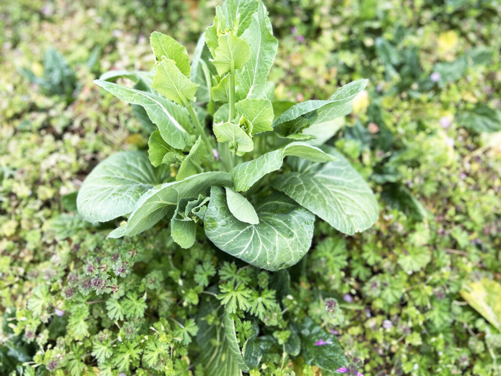 ¥0 小松菜（ありんくりんの森）