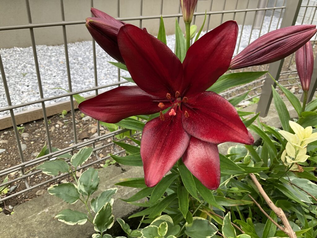 母との時間