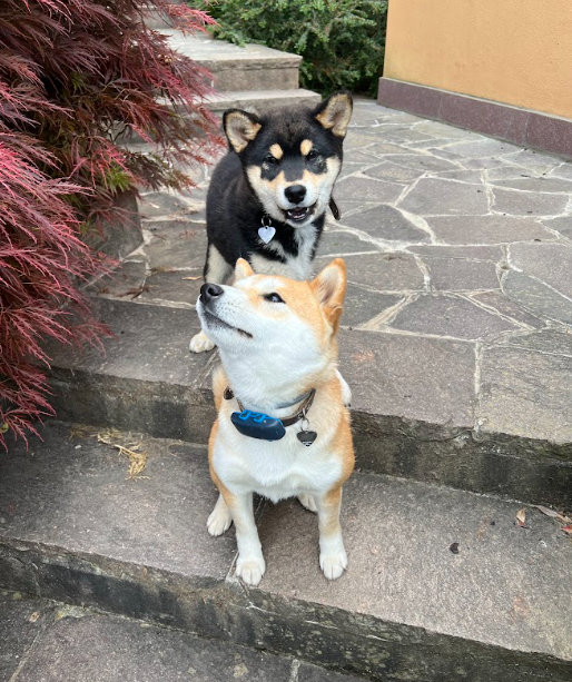 four-legged friends