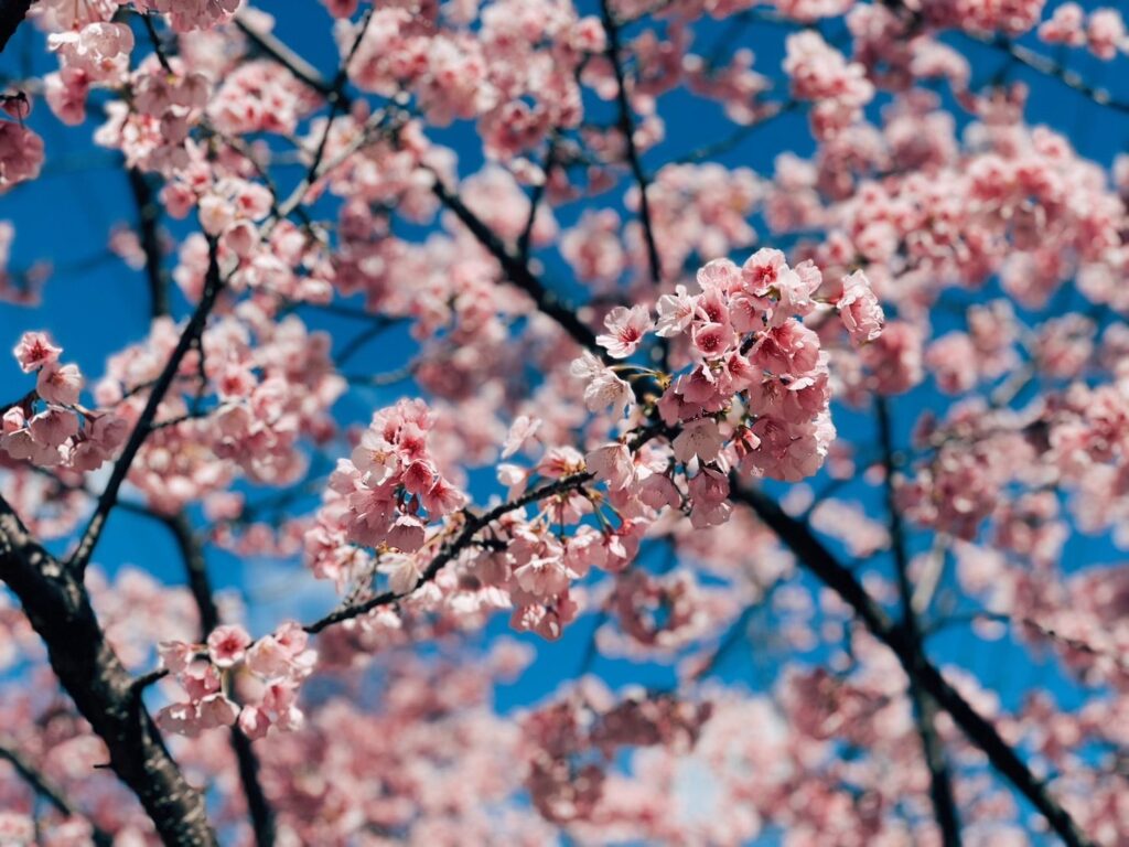 ついに桜。春である。