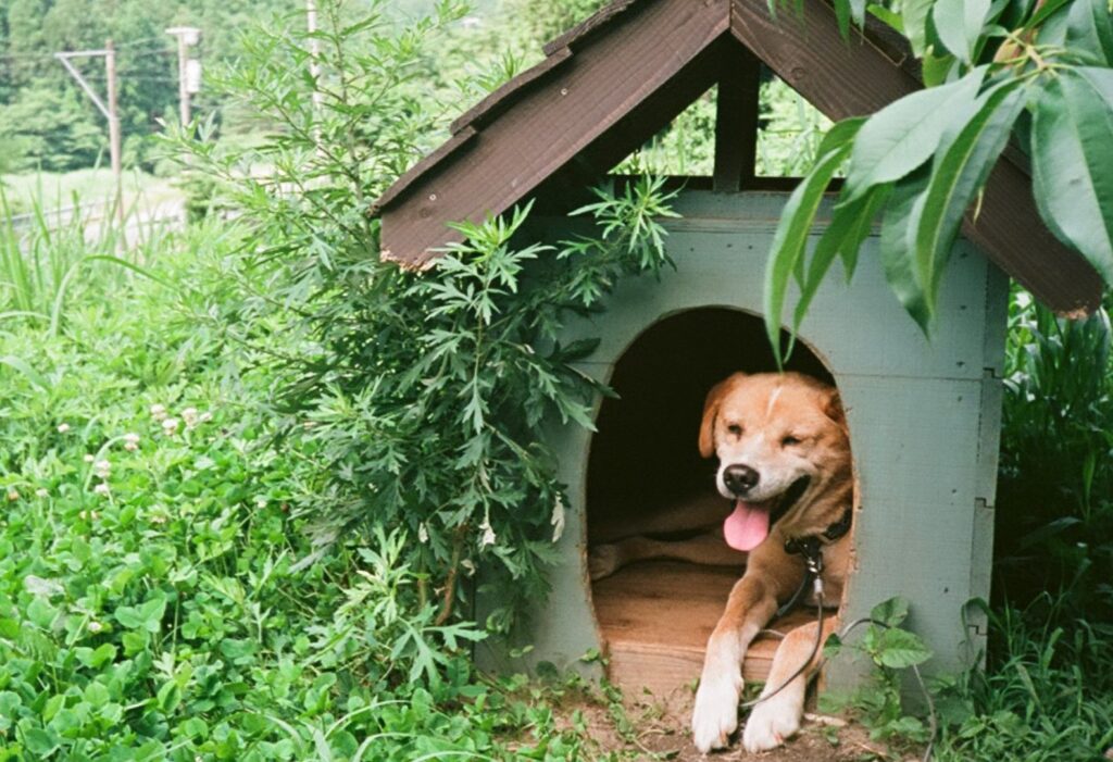 強調スニペット