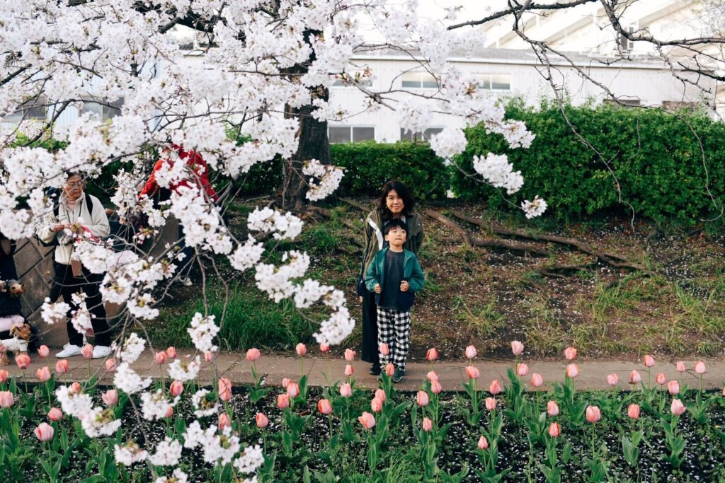 入学式、桜