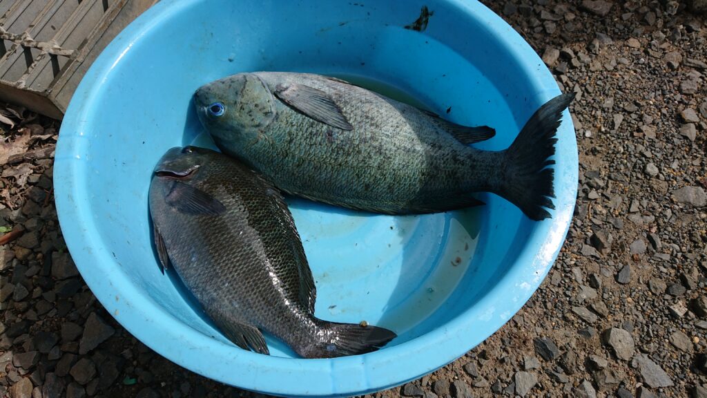 魚の目も青かった