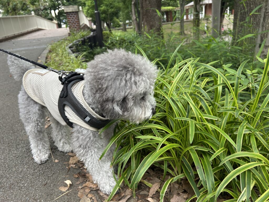 お散歩から始まる日