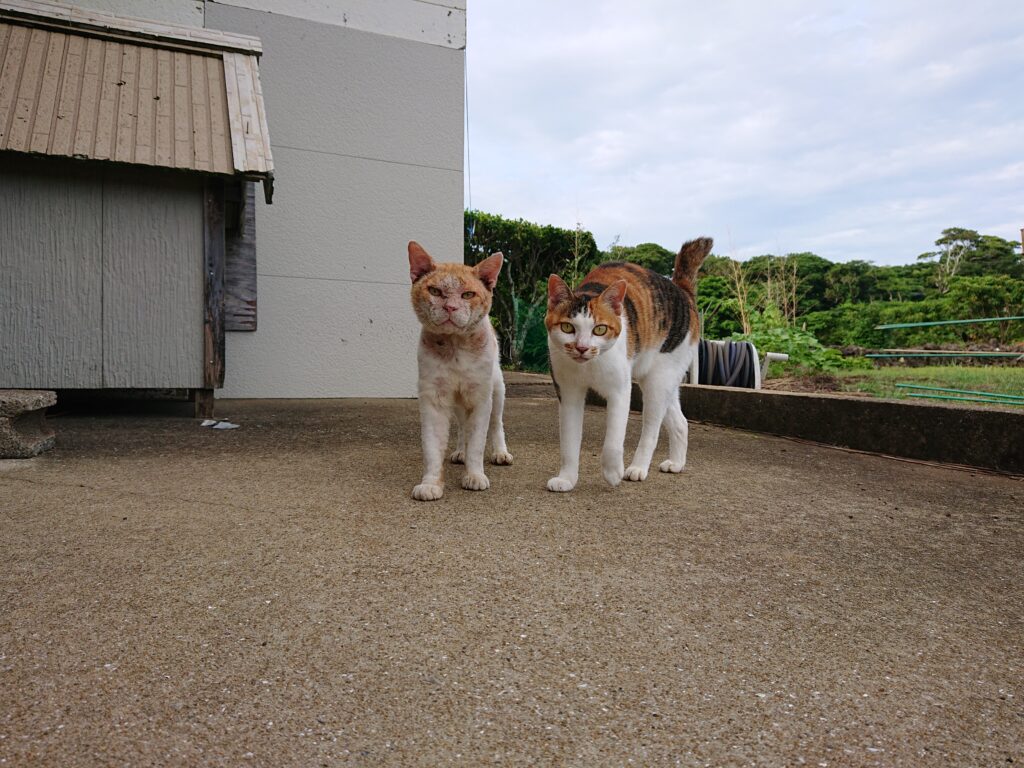 祈りのような