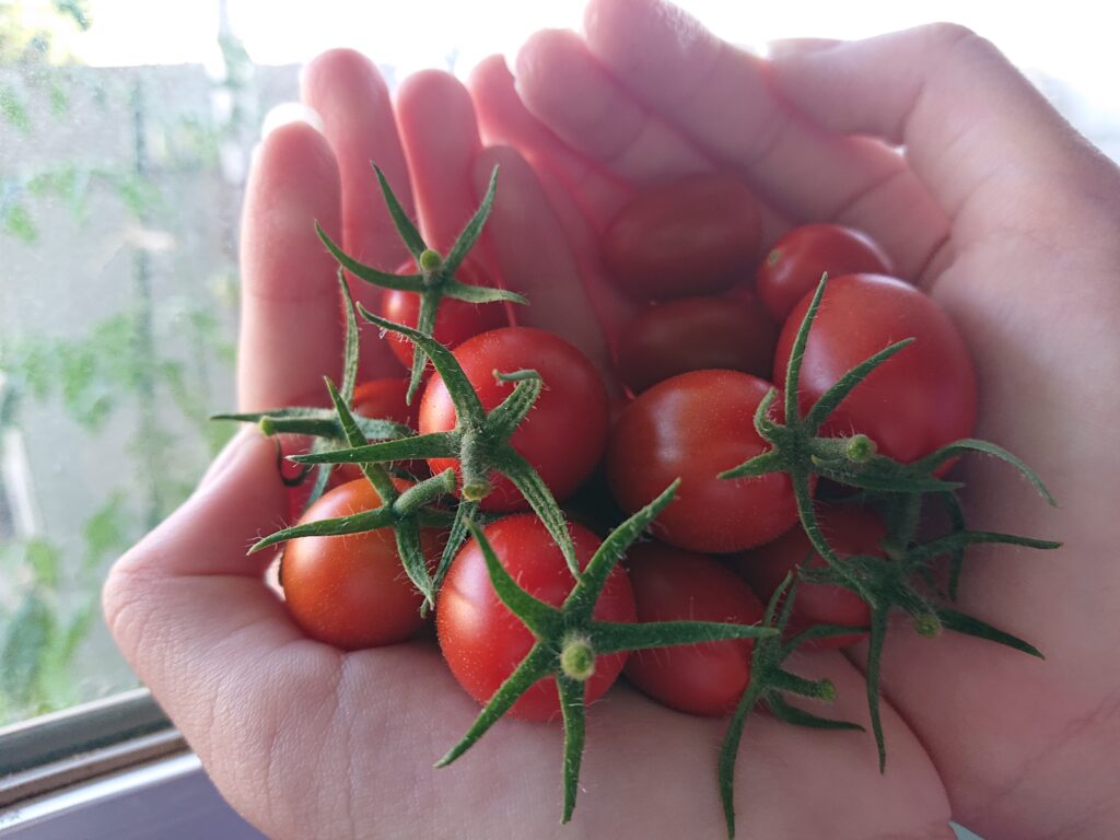 夏にうわつく私を察したようなミニトマト