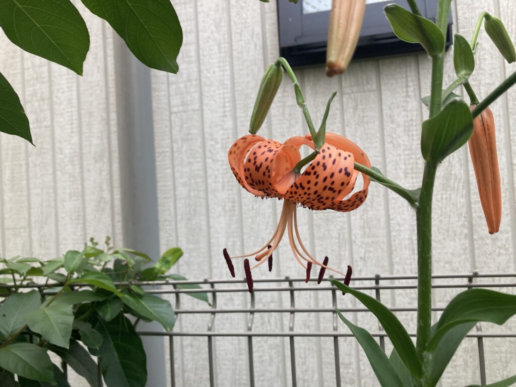 家に帰ろう