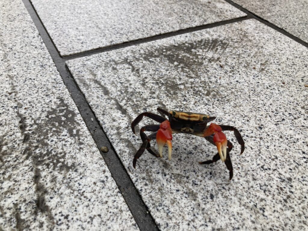 アカテガニ
