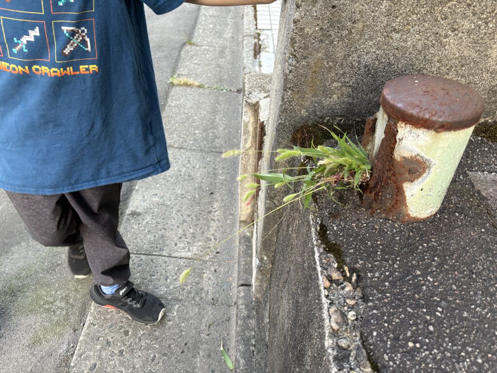 ねこじゃらしトラップ