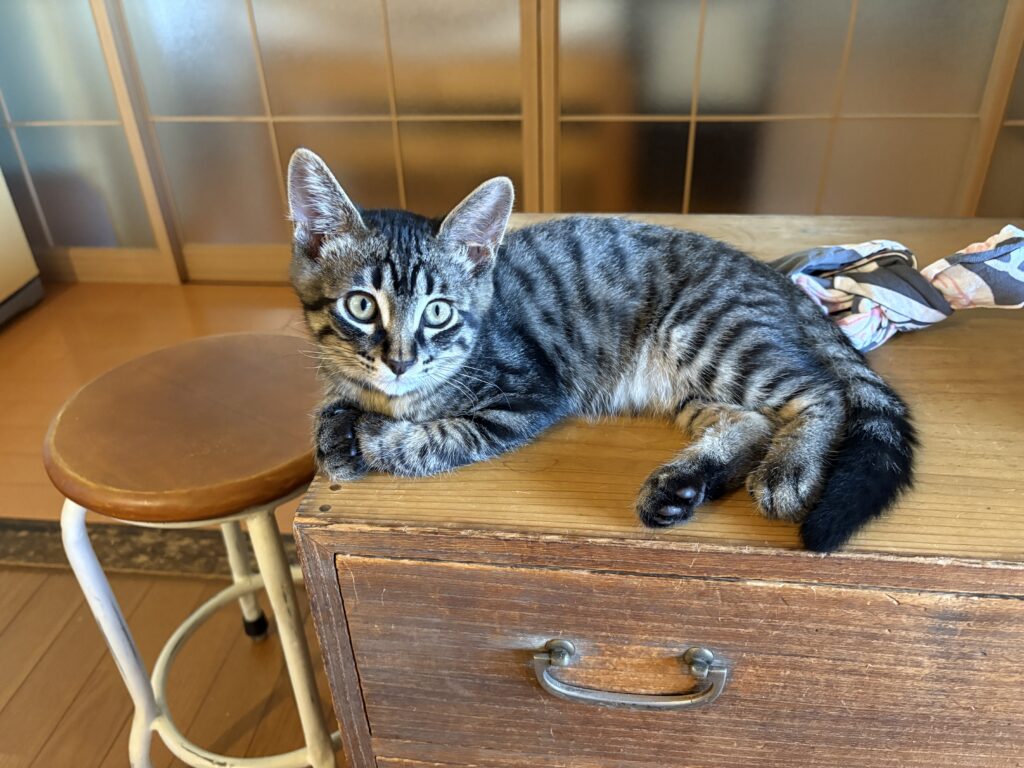 猫アレルギー