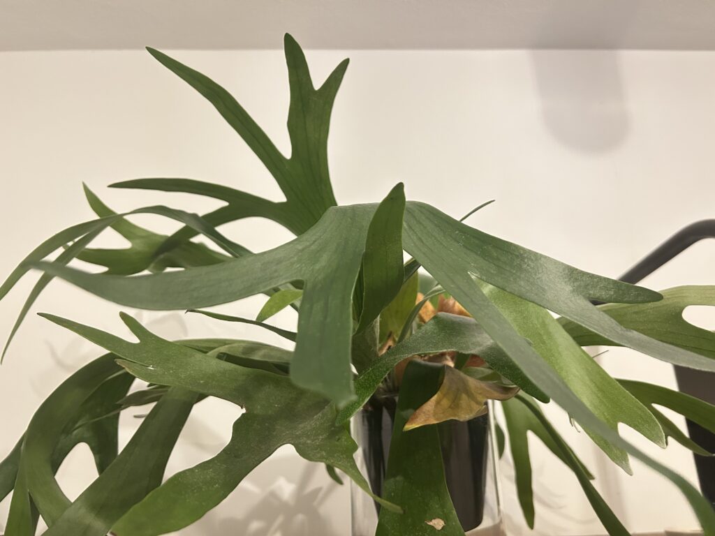 現代の言葉