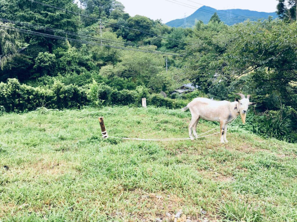 忙しい1日