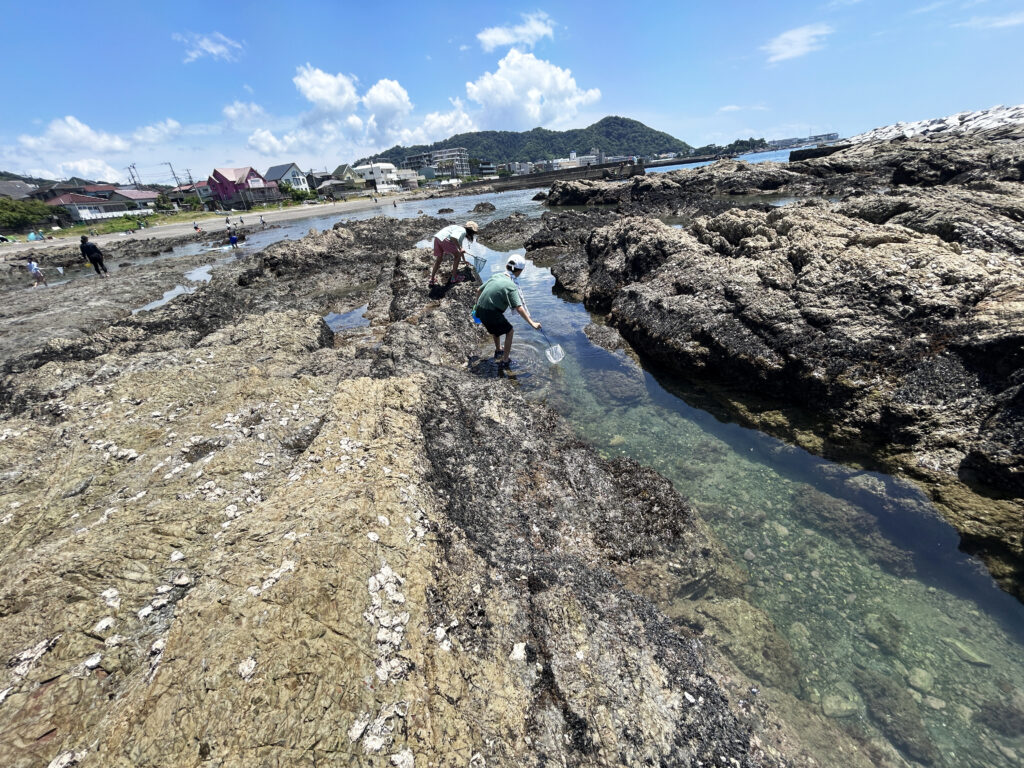 ¥0 磯遊び（森戸海岸）
