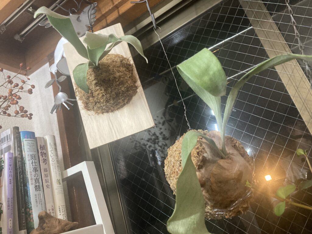 しょげないでよベイベー