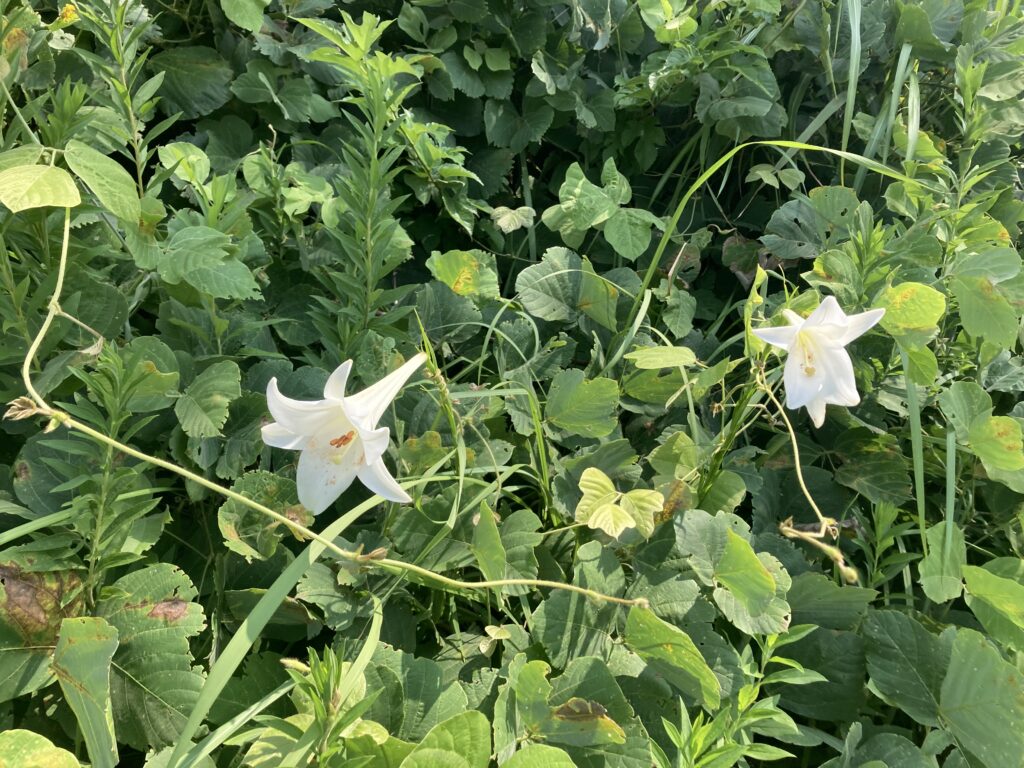 色々起きるのが夏休み？