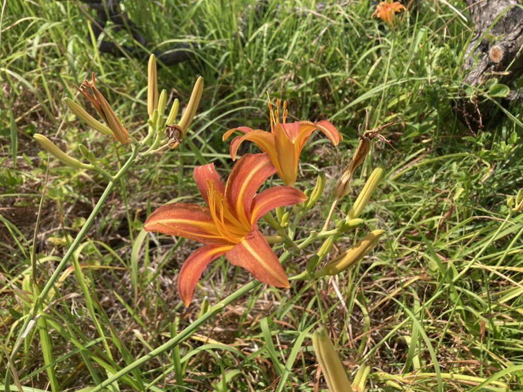 夏の折り返し