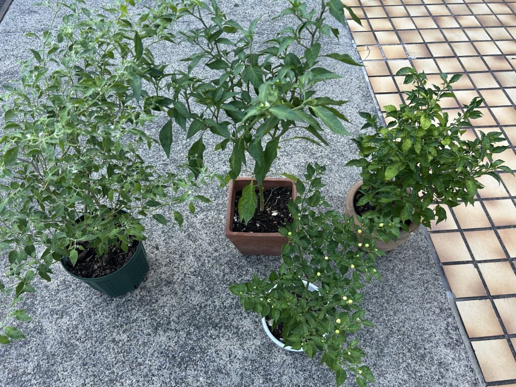 またまたお預かり