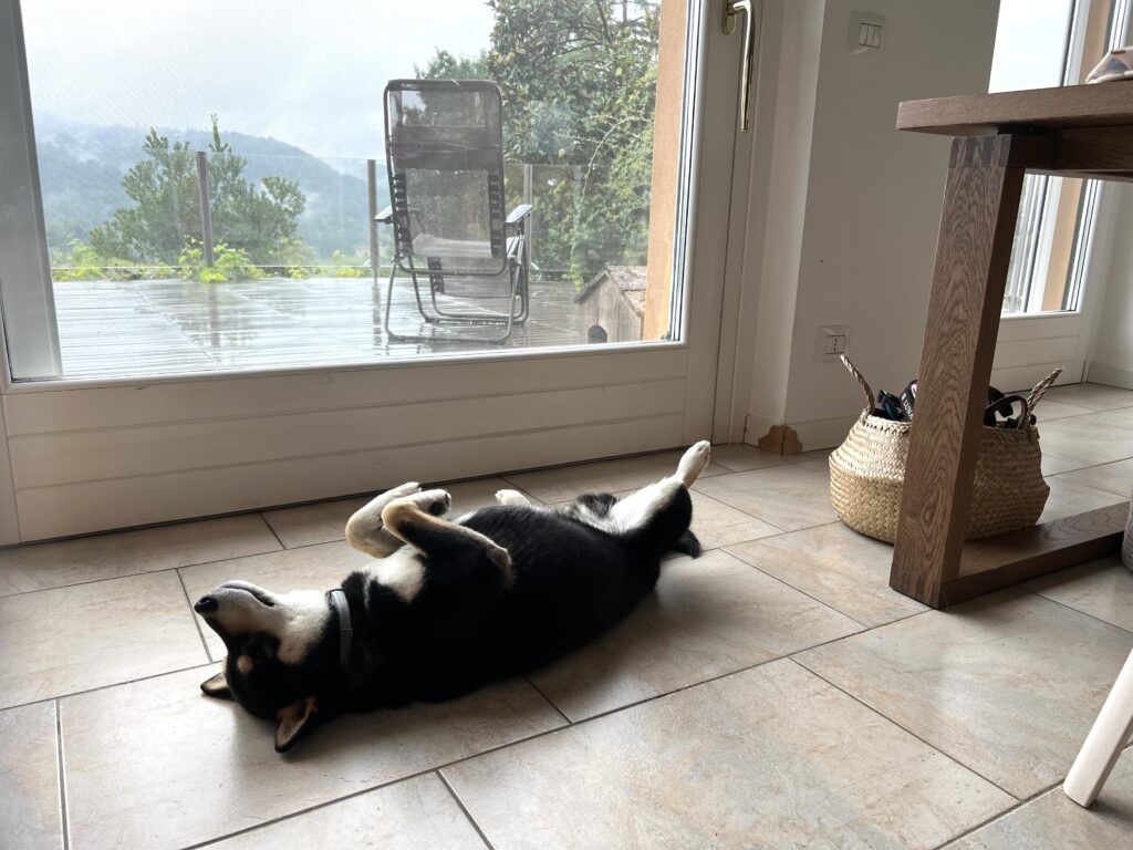 poking in through the window