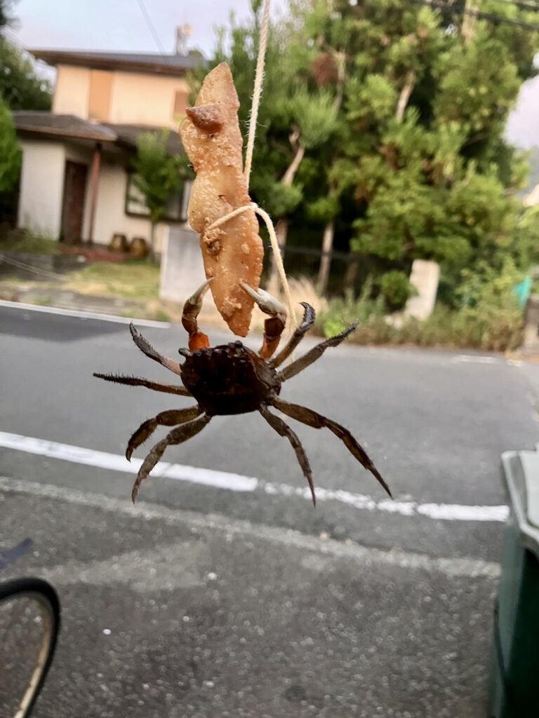 赤いカニ問題