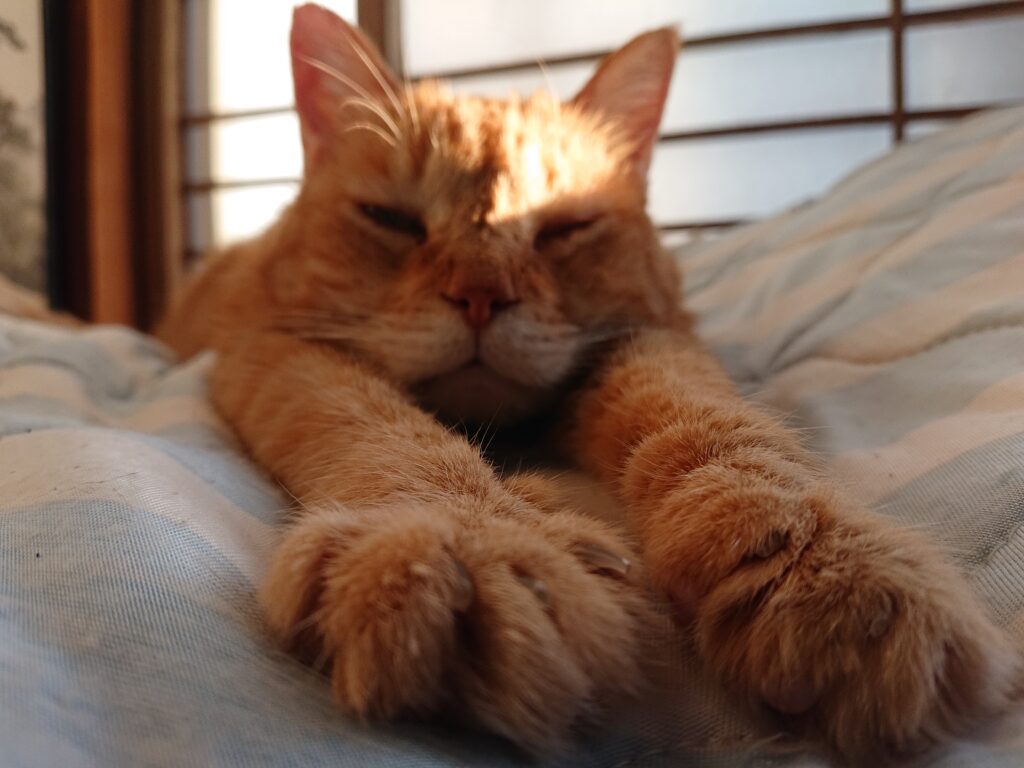ダルいけど寝れない夜は、猫の動画で癒やされる
