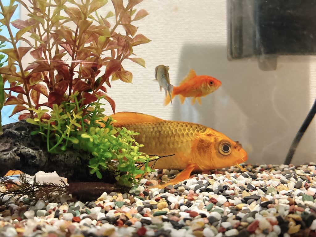金魚模様