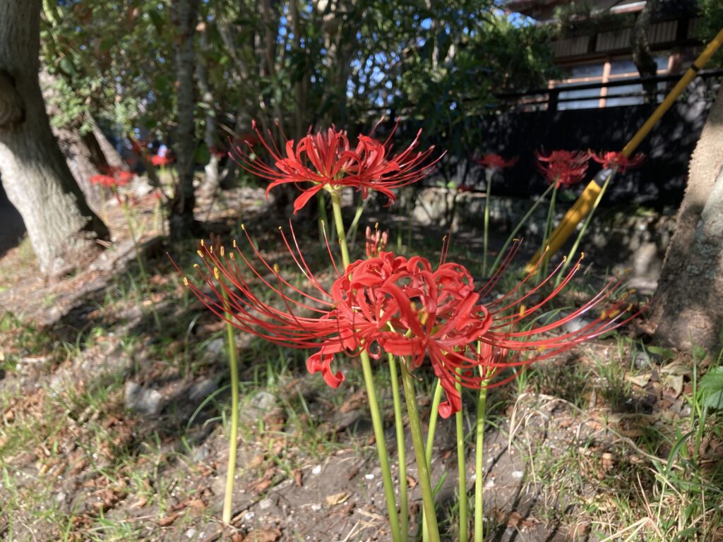 真っ赤な秋