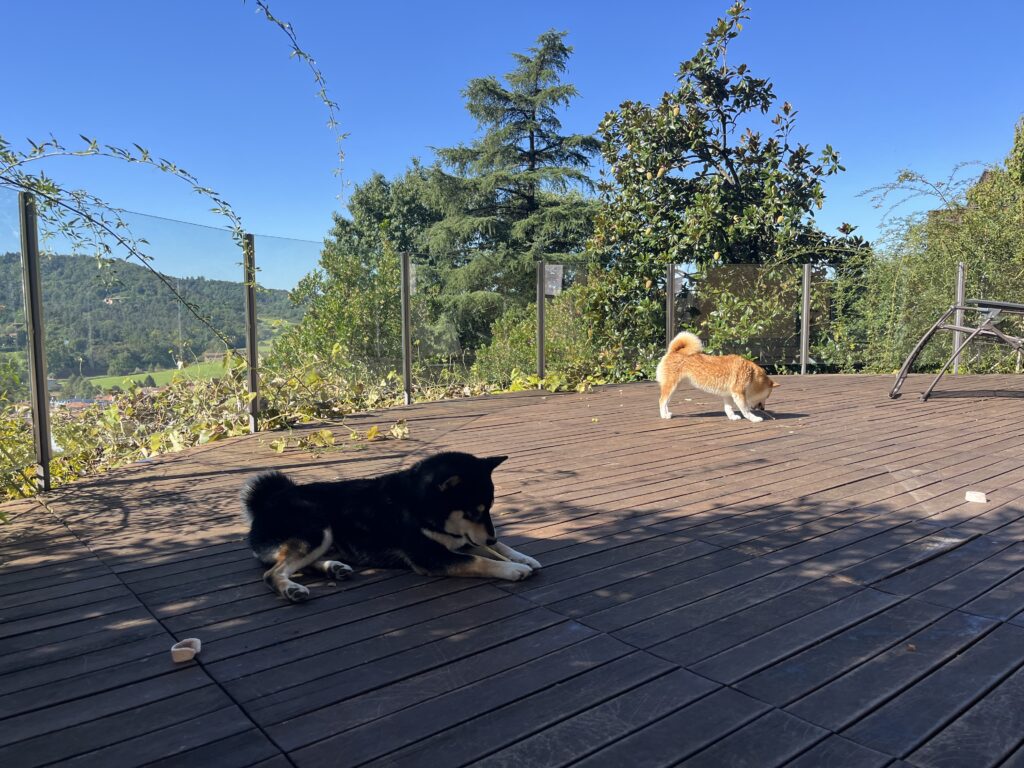 washing my dogs on a whim