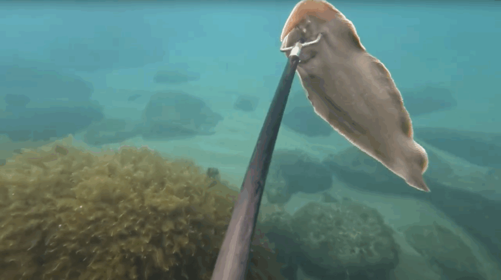 魚突き