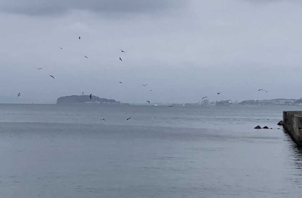 冬鳥飛来