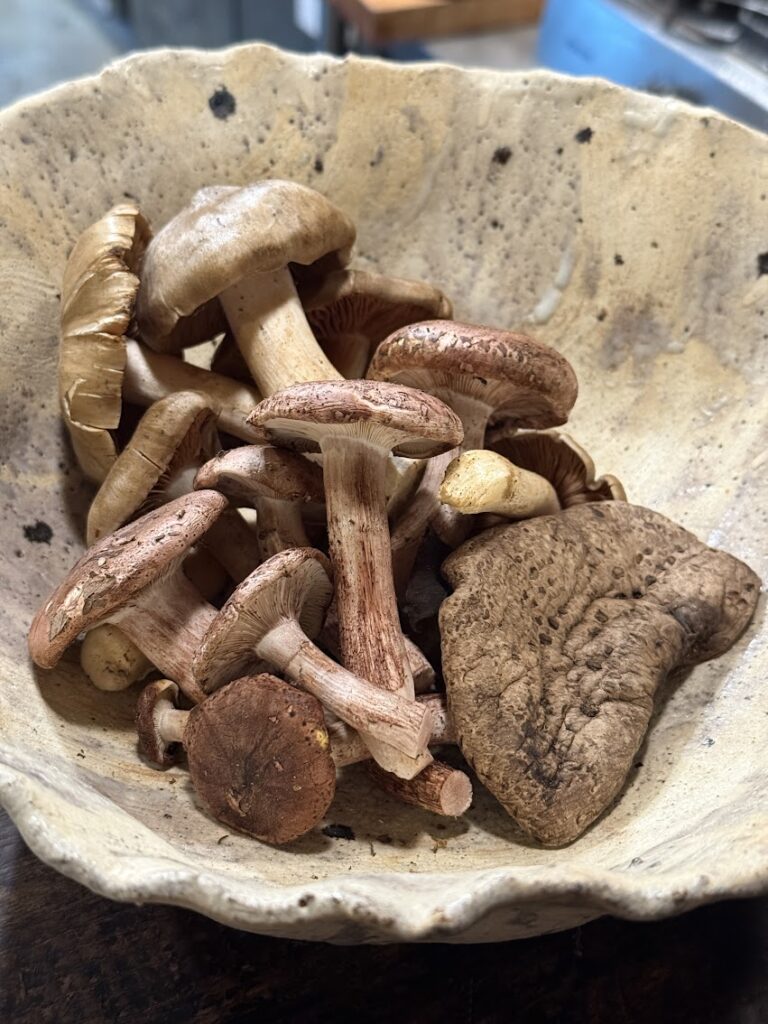 食堂 かぶら（和光市）