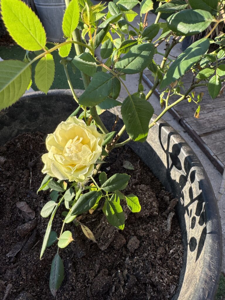 Tarde de jardín y más