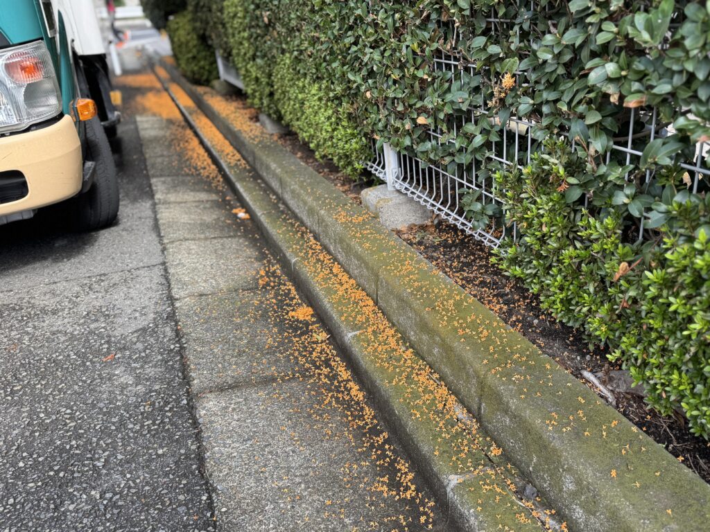 おかしな親だと思われそうなので空欄