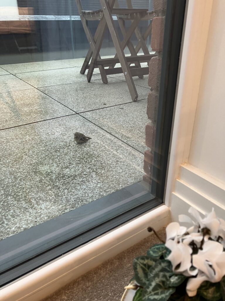 小さなお客さま