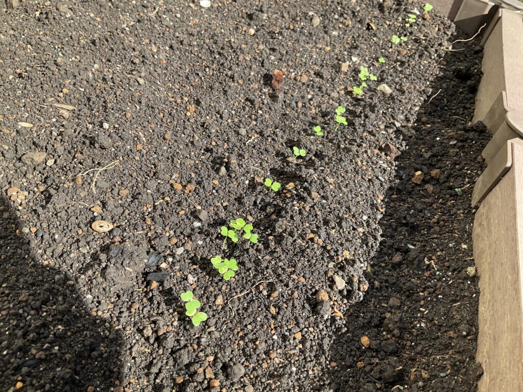 発芽