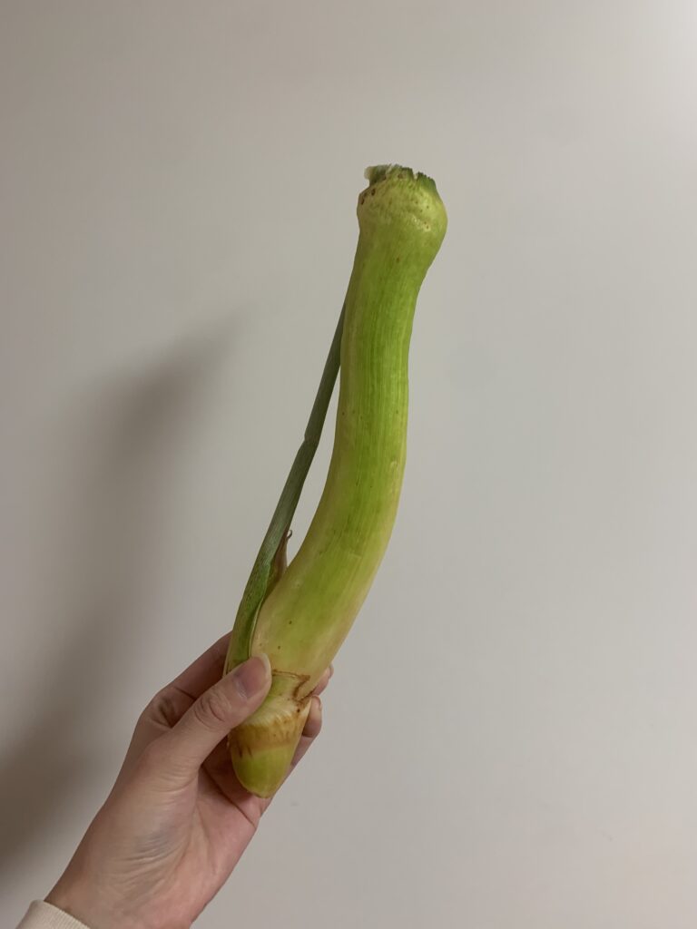 マコモダケ