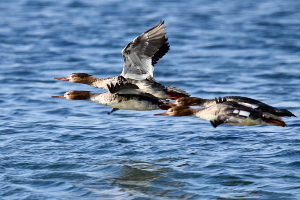 ウミアイサと遊ぶ