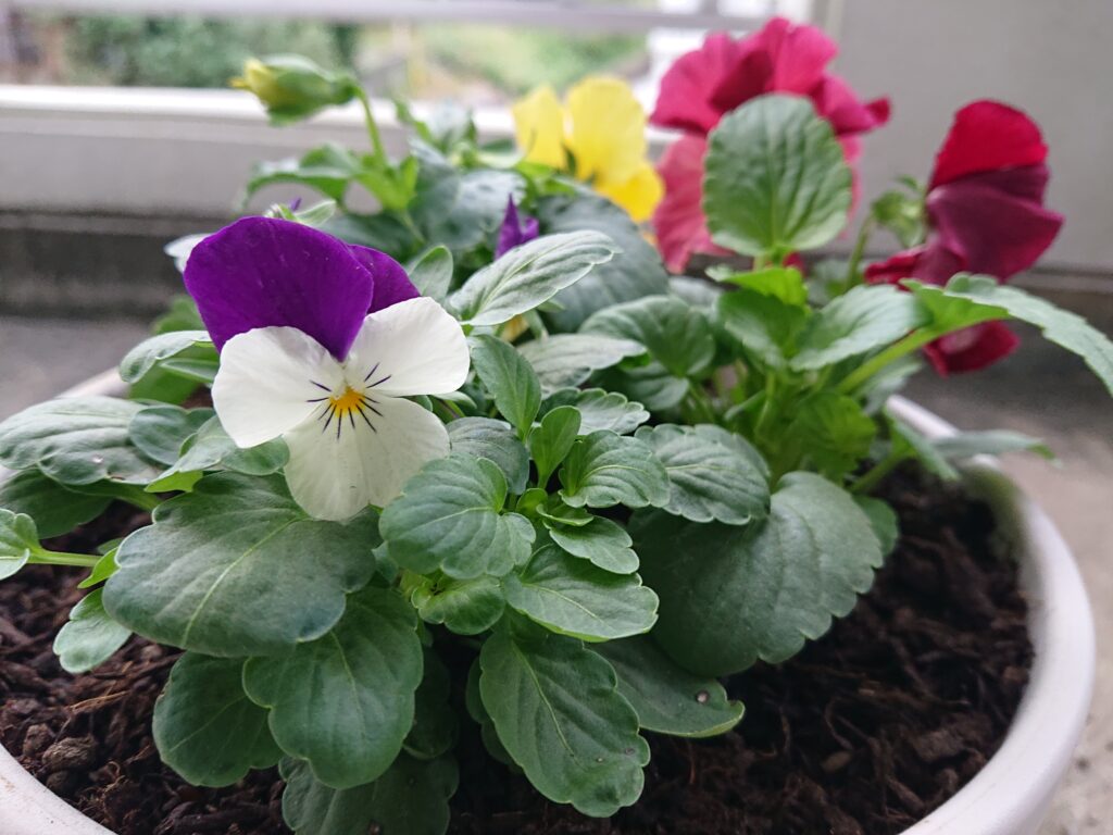 どちらが子どもかわからない日