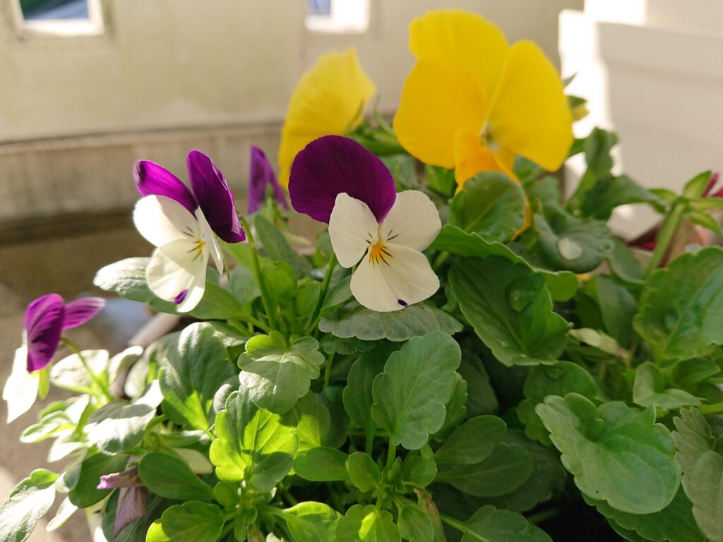 そうだ、日記があったんだった