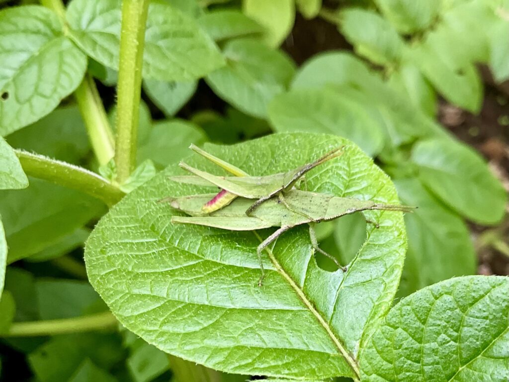ウミアイサ飛来・在宅勤務・オンブバッタ