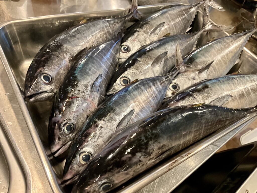 マグロの詰め放題