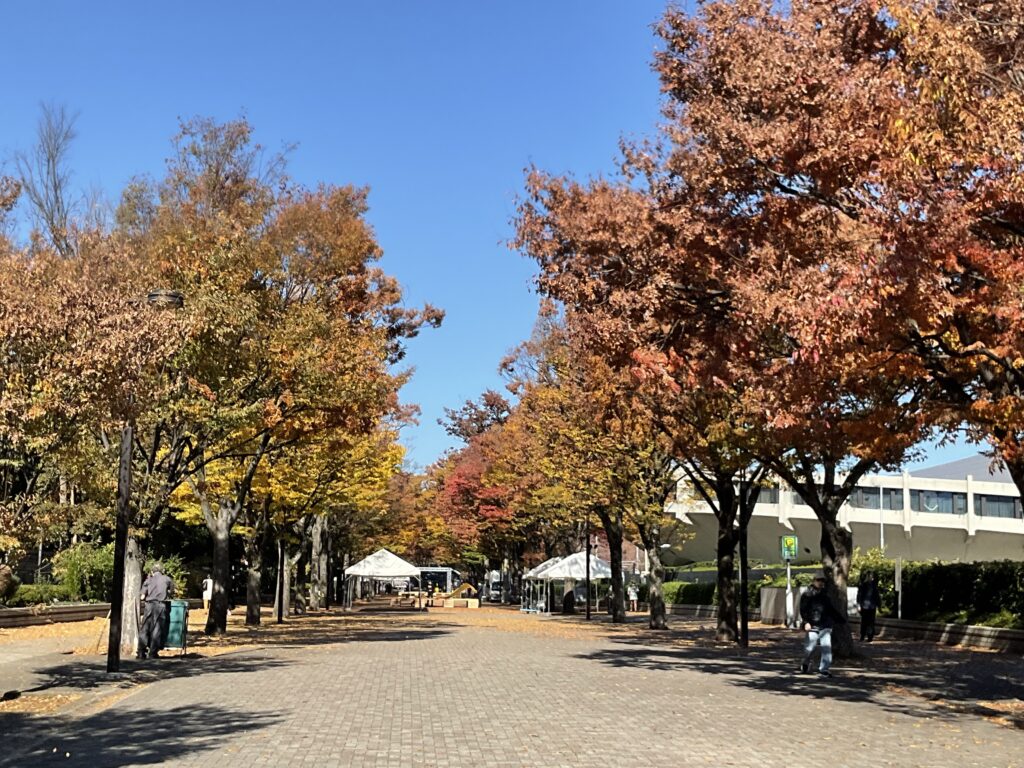 ケヤキ色付く季節