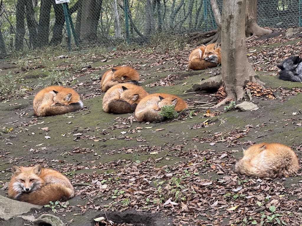 宮城蔵王キツネ村