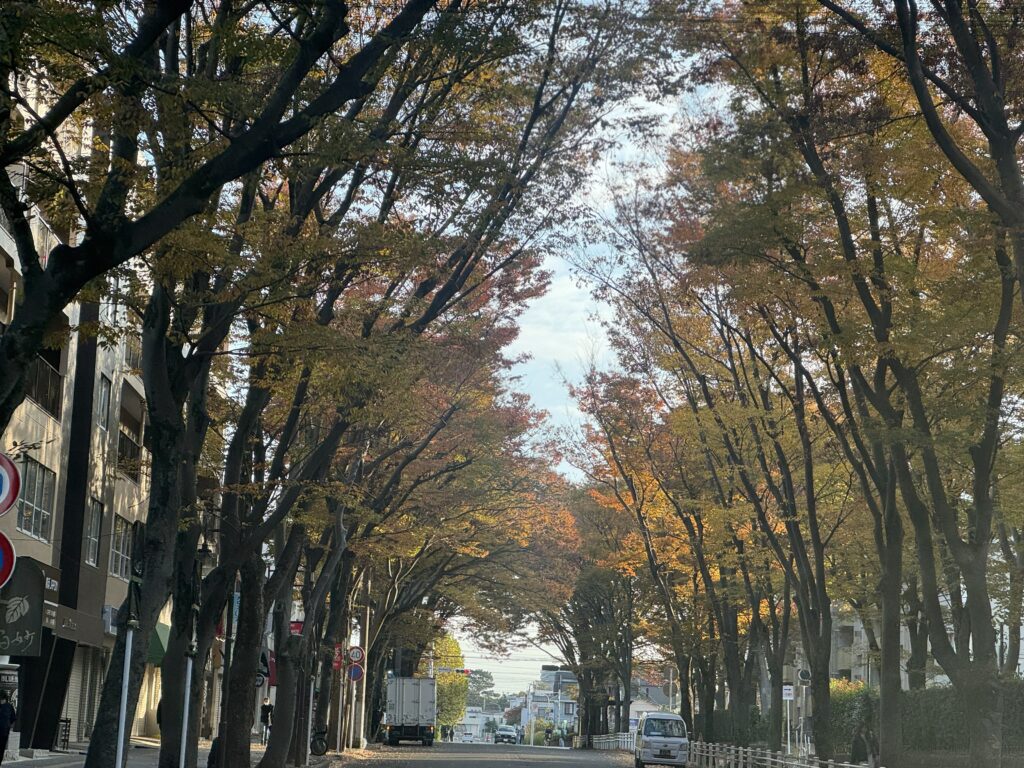 我が町のけやき並木