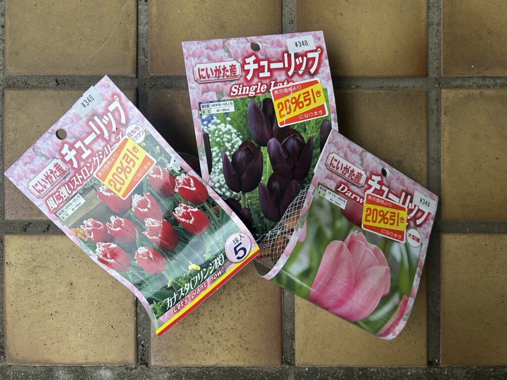 チューリップお値引きです！