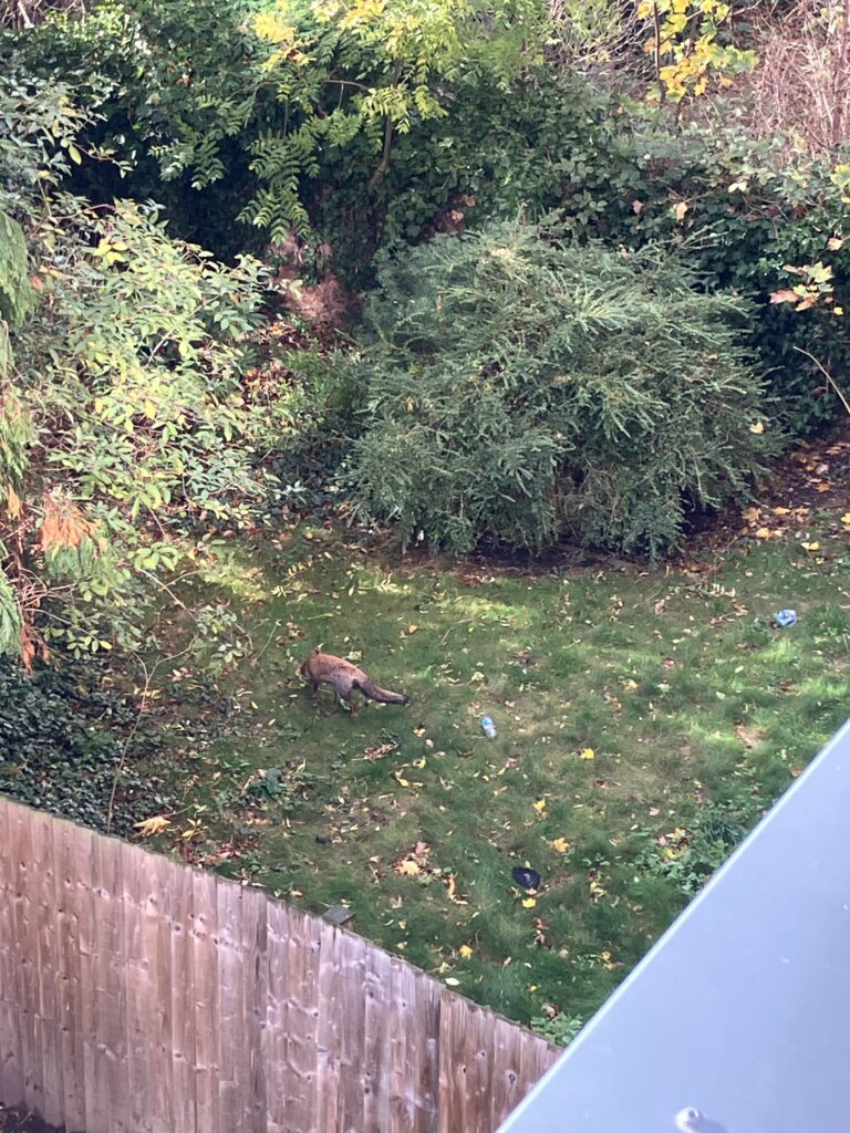 アーバンフォックス