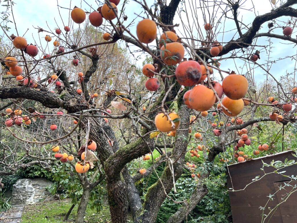 paw – caco – cachi